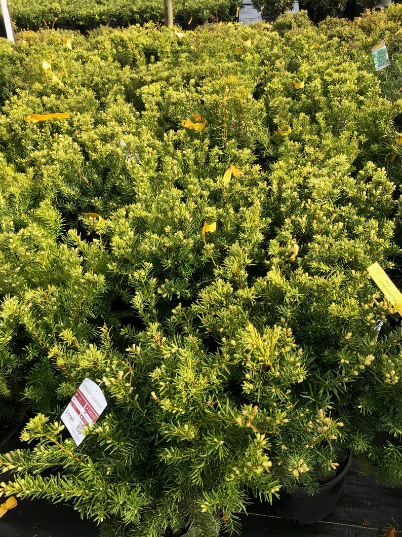 Dense Spreading Yew Taxus x Media 'Densiformis' image 1