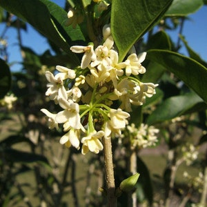 Very Large Tea Olive (Osmanthus fragrans) - White Flowering