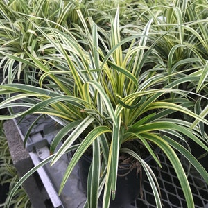 Liriope &#39;Variegated&#39; Grass (Liriope muscari &#39;Variegata&#39;) Flats of eighteen 3.5 inch pots.