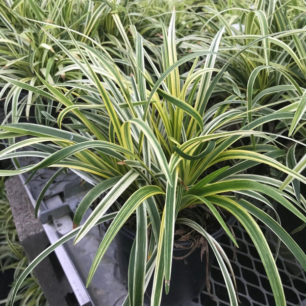 Liriope 'Variegated' Grass (Liriope muscari 'Variegata') Flats of eighteen 3.5 inch pots.