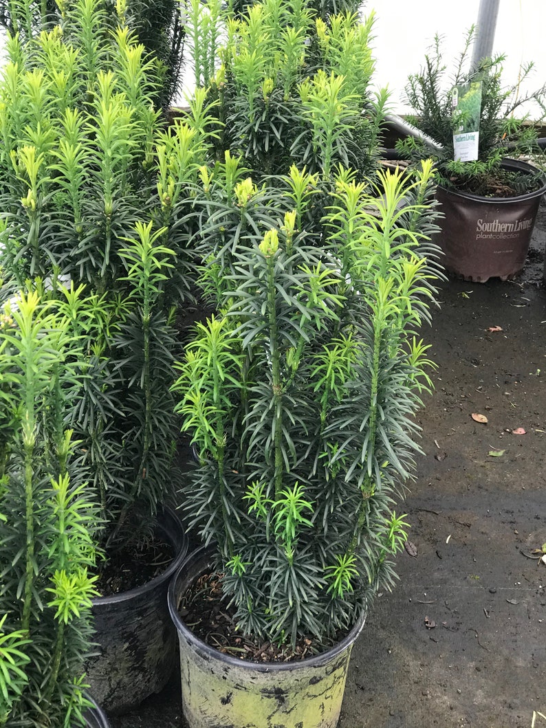 Upright Japanese Plum Yew Cephalotaxus harringtonia Etsy