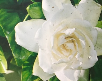 August Beauty Gardenia (Gardenia jasminoides)