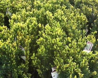 Hicks Yew (Taxus x media 'Hicksii')