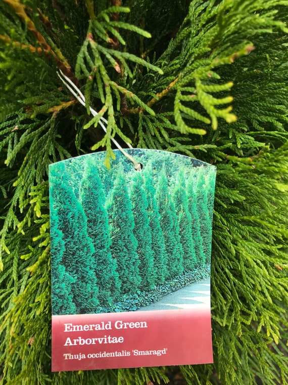 thuja træ Learn about Thuja occidentalis 'Degroot's Spire' | Degroot's Spire  Arborvitae