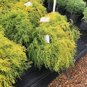 Sun Gold Threadleaf False Cypress (Chamaecyparis pisifera 'Sun Gold')