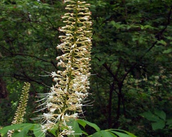 Bottlebrush Buckeye Seedlings from fall 2024 (Aesculus parviflora) 2 one gallon plants per order.