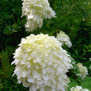 Little Lime® Hardy Hydrangea (Hydrangea paniculata &#39;Jane&#39; PP22330)