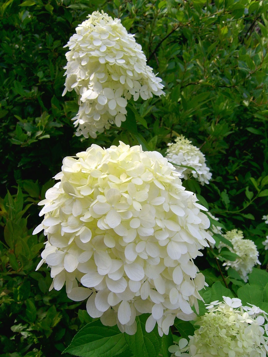 hydrangea0223ページ ZOUSSIQI Artificial Hydrangea Bouquet Silk Flowers Wedding