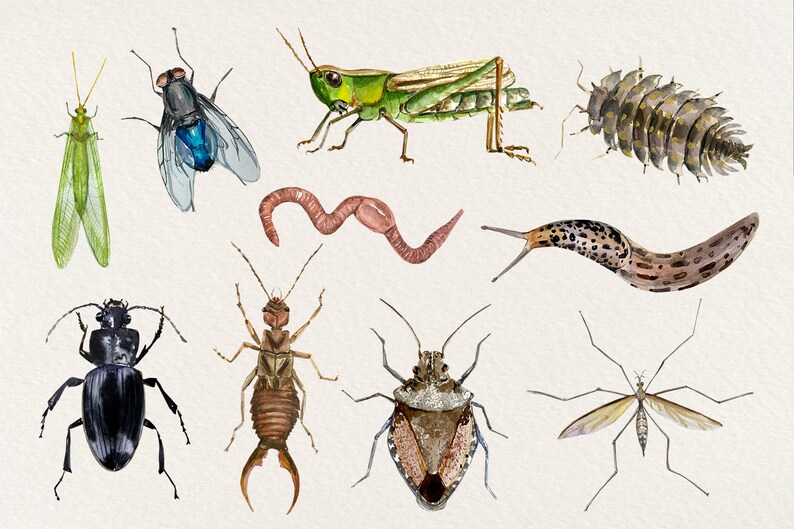 Mini Beasts Minibeasts Watercolor Clip Arts Stickers and Poster - Etsy