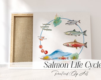 Watercolor Salmon Life Cycle and Clip Arts