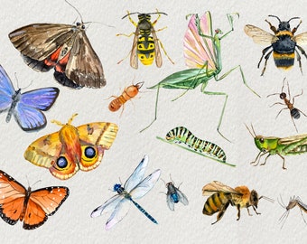 Aquarelle Insectes Clip Art Ensemble