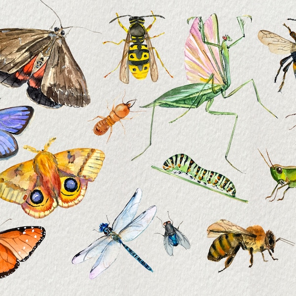 Watercolor Insects Clip Art Set