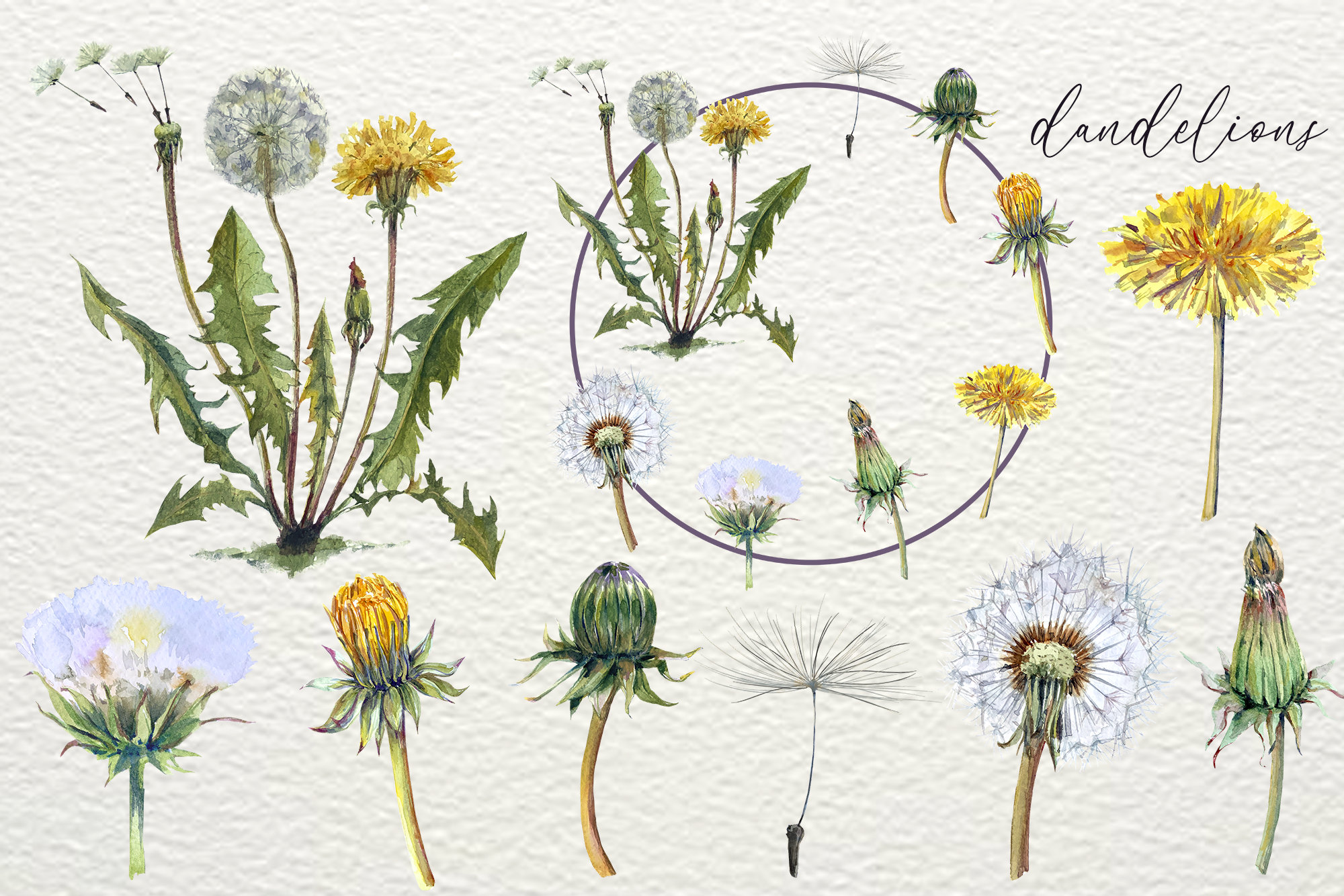Watercolor Dandelion Life Cycle Set - Etsy Canada