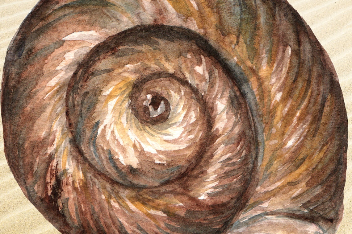 Watercolor Seashell Collection 8 Png | Etsy