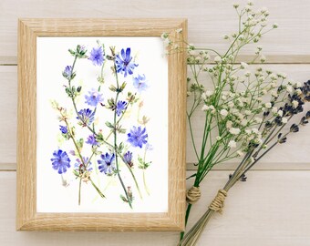 Watercolor Chicory Digital Print
