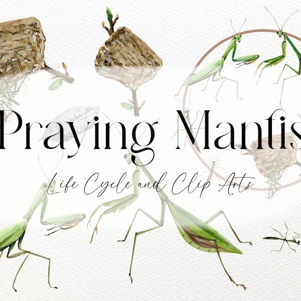 Acquerello Praying Mantis Life Cycle e Clip Arts
