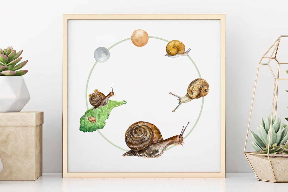 Snails Life Cycle Clip Arts and Print Etsy