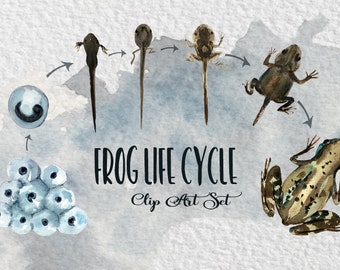 Watercolor Frog Life Cycle Clip Art