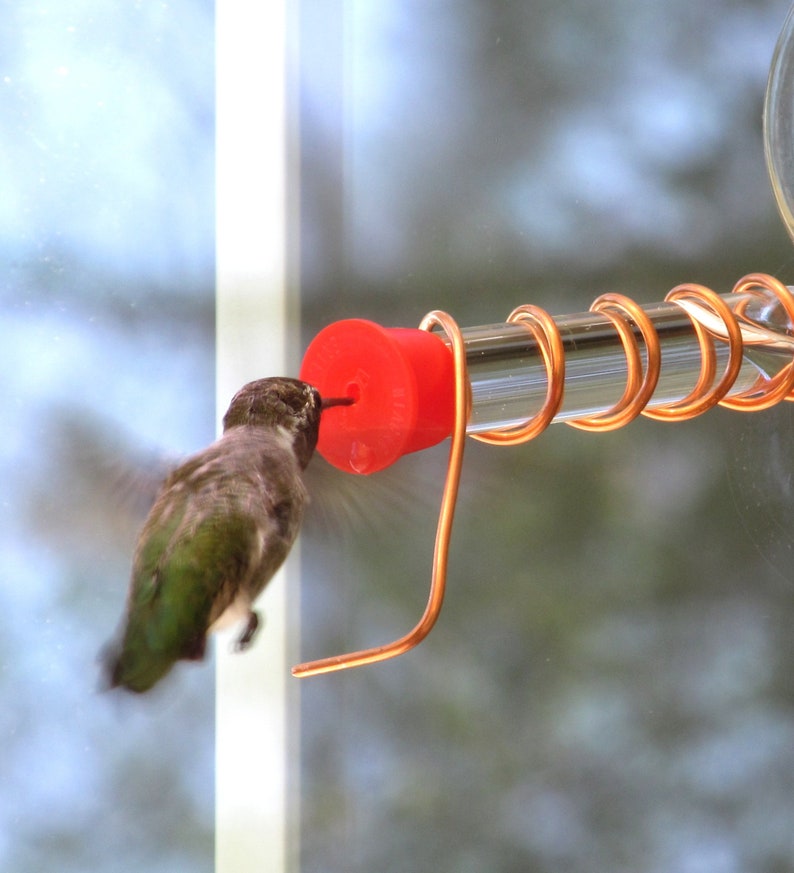 Hummingbird feeder replacement glass test tube with red cap. Etsy