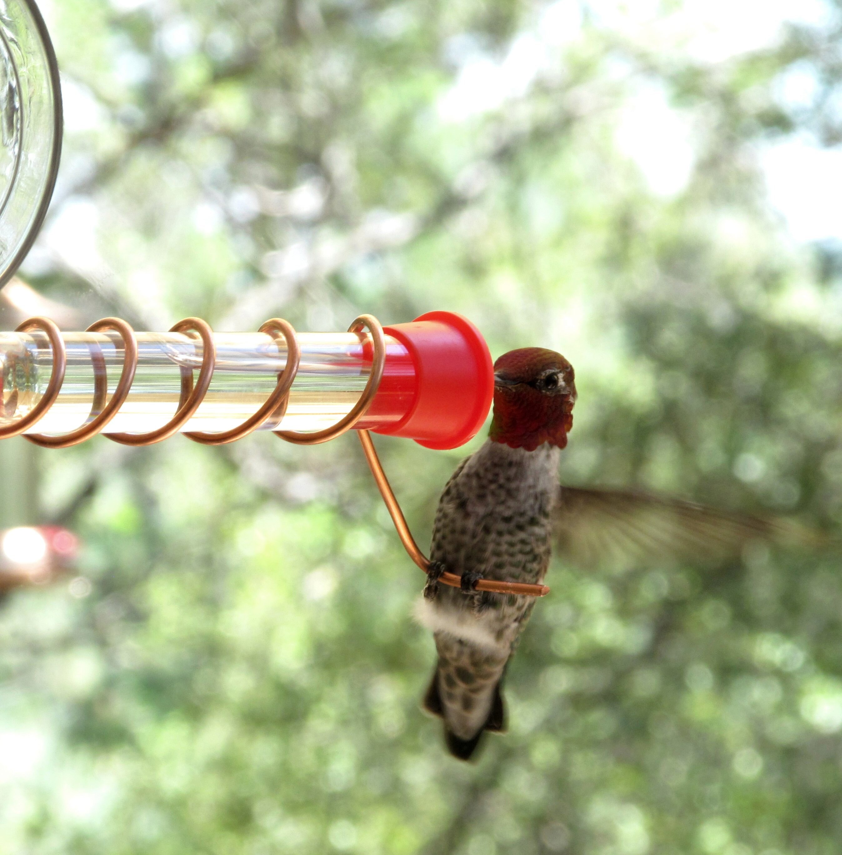 Hummingbird feeder for window Suction cup mount and Copper Etsy