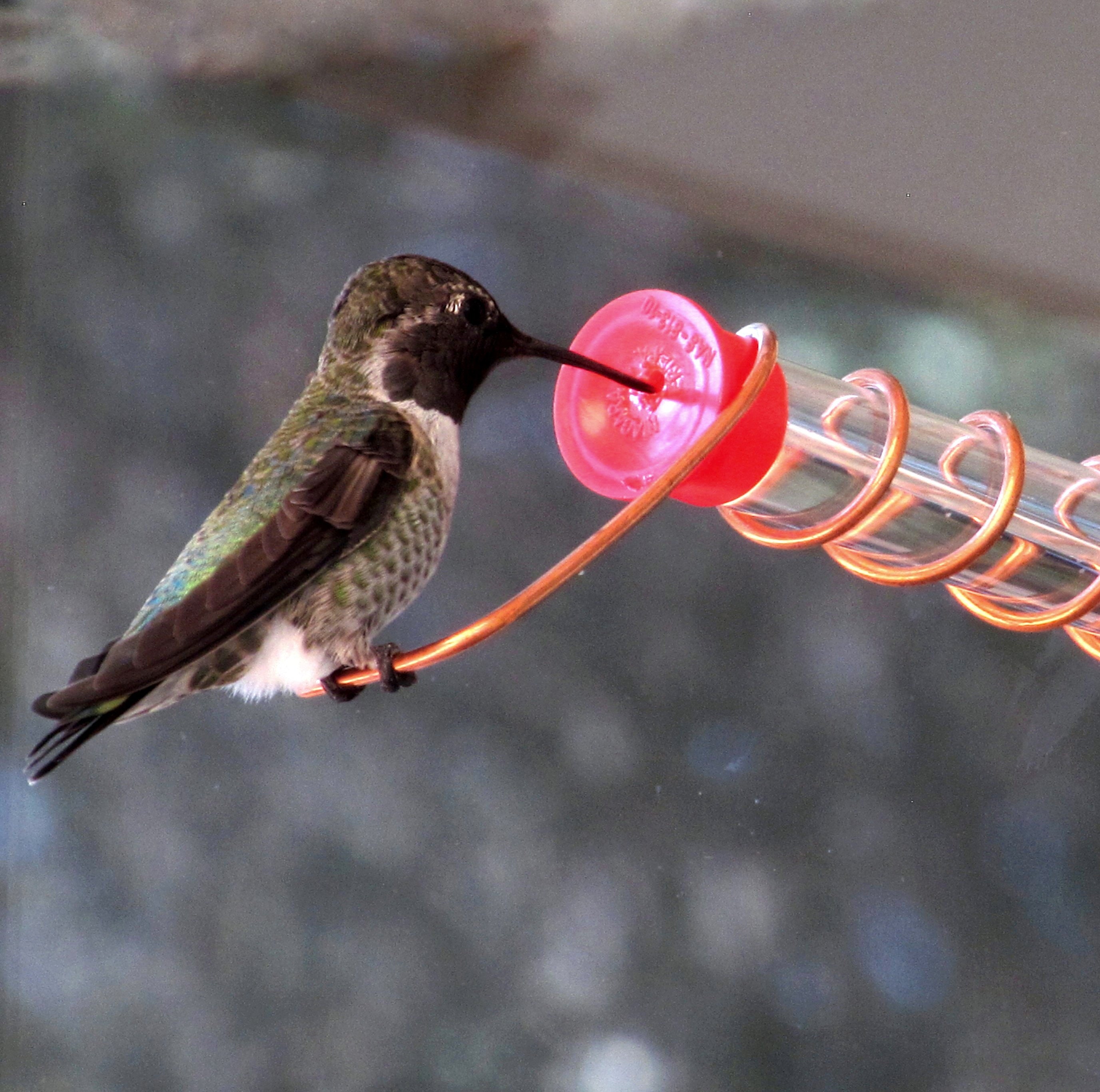 Test Tube Hummingbird Feeder for Window Suction Cup Mount and Etsy