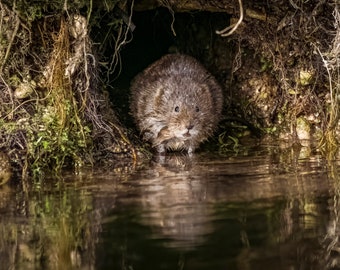 Water Vole Wildlife Photograph