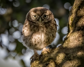 Little Owl wildlife photograph, stunning high quality wildlife photography