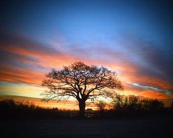 Lever de soleil sur mon arbre préféré, lever de soleil, paysage, nature, arbre, silhouette d'arbre