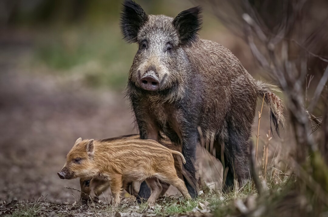 Boar to Be Wild, Wild Boar Photograph. Award Winning, Countryfile Calendar 2024 Finalist