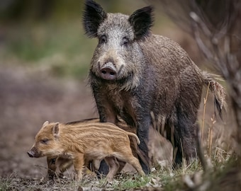 Boar to be wild, wild Boar photograph. Award winning, Countryfile calendar 2024 finalist. Stunning high quality wildlife photography.