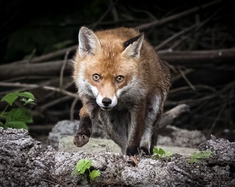 Fox wildlife photograph. Stunning high quality wildlife photography