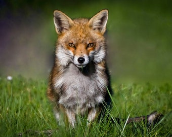 Fox Wildlife photograph, stunning high quality wildlife photography