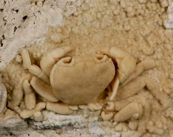 0.7インチの化石カニ Pinnixa Galliheri エンドウガニ モントレー層