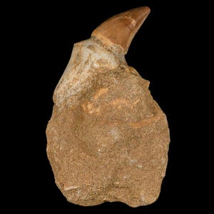 2.4&quot; Mosasaur Prognathodon Fossil Tooth Rooted In Matrix Cretaceous Dinosaur Era Oued Zem Morocco Certificate of Authenticity Free Shipping