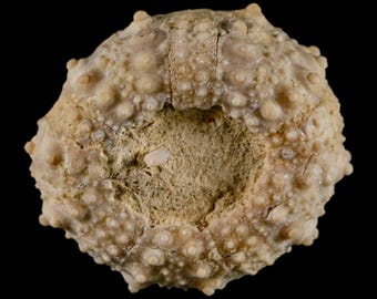 32MM Detailed Fossil Goniopygus Sp Sea Urchin Echinoid Cretaceous