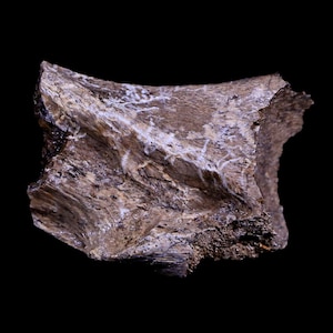1.9&quot; Corythosaurus Fossil Bone Judith River Formation Central Montana Cretaceous Dinosaur Certificate Of Authenticity