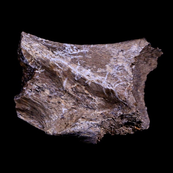 1.9" Corythosaurus Fossil Bone Judith River Formation Central Montana Cretaceous Dinosaur Certificate Of Authenticity