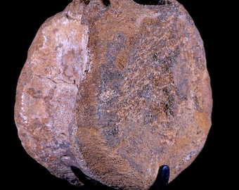 3.5" Edmontosaurus Dinosaur Fossil Vertebrae Bone Hell Creek Montana Certificate of Authenticity  Custom Metal Stand Free Shipping