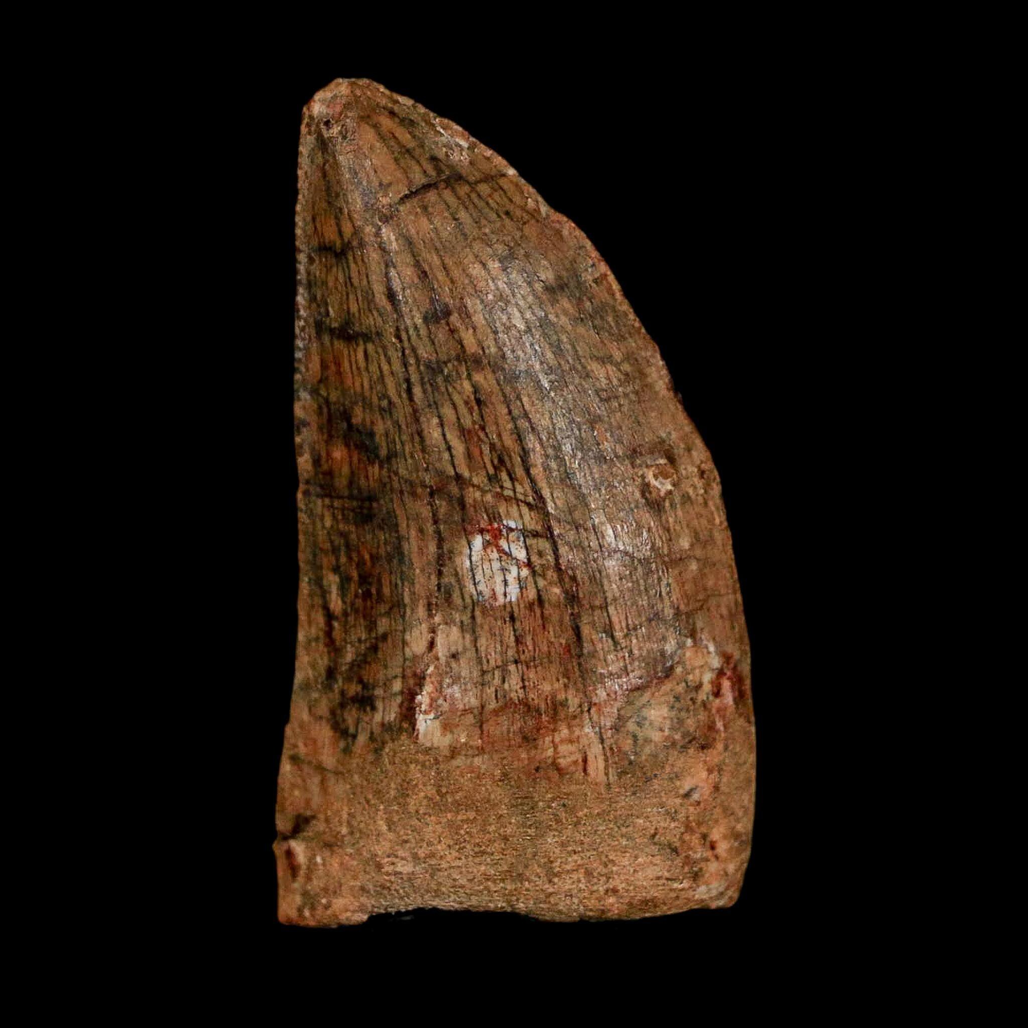 FossilAgeMinerals - Etsy 日本