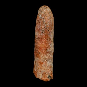 1.6&quot; Rebbachisaurus Sauropod Fossil Tooth Early Cretaceous Dinosaur Morocco Certificate Of Authenticity Free Display and Shipping