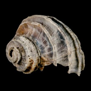 1.6 "Ecphora Gardnerae Gastropoden Fossil Muschel Lee Creek Biozön Epoche North Carolina Versand versandkostenfrei