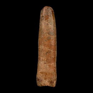 1.5&quot; Rebbachisaurus Sauropod Fossil Tooth Early Cretaceous Dinosaur Morocco Certificate Of Authenticity Free Display and Shipping