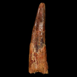 1.4&quot; Pterosaur Coloborhynchus Fossil Tooth Upper Cretaceous Kem Kem Basin Morocco Certificate Of Authority Free Display and Free Shipping