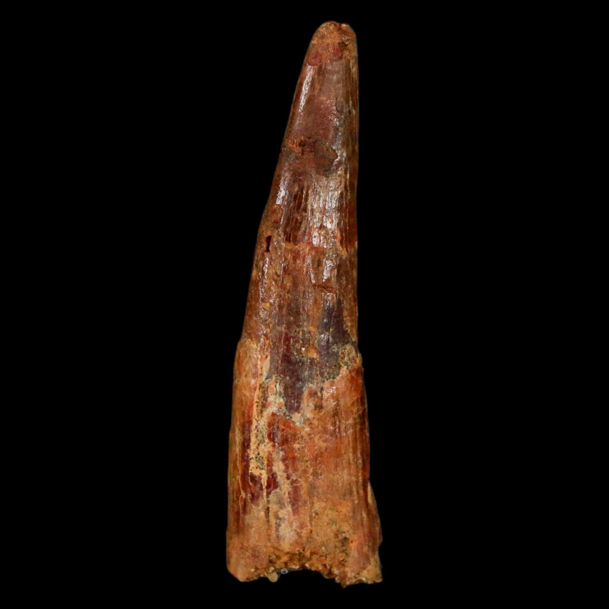 翼竜 コロボリンクスの歯 [PT19] 化石 1.4インチ コロボリンクス翼竜の化石歯、上部白亜紀、ケムケム盆地