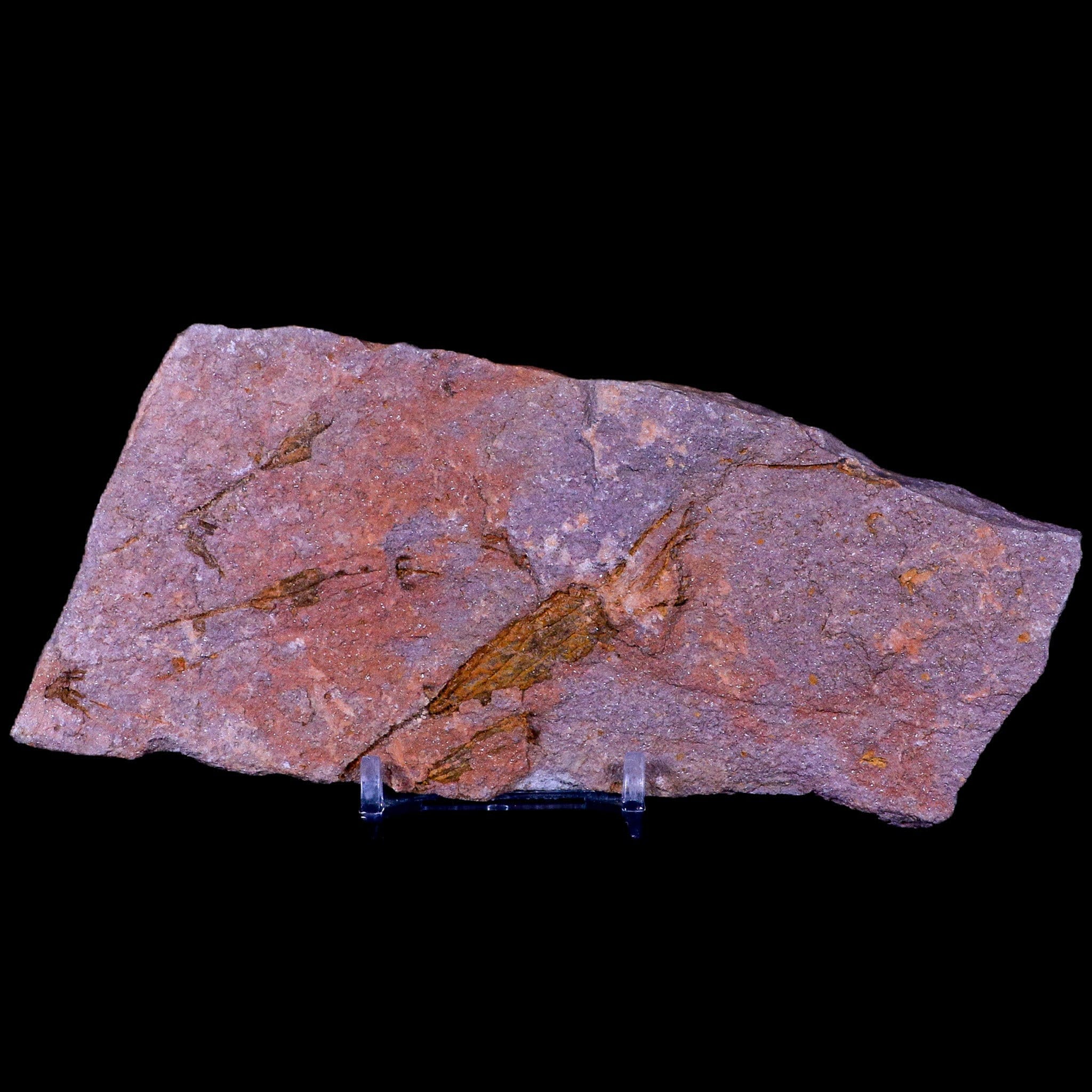 5.7" Ascocystitis Crinoid Stems Echinoderm Fossil Morality EL Kaid Errami Morocco Plate Ordovician Age Free Stand and Free Shipping