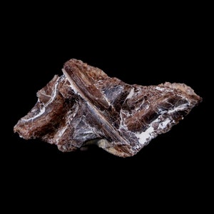 1.4&quot; Xiphactinus Audax Fossil Vertebrae Cretaceous Era Fish Niobrara Formation Kansas Free Shipping
