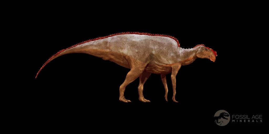 2.4インチ ハドロサウルス恐竜の化石 肋骨 ヘルクリーク層 モンタナ州