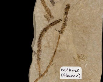 2.5インチ カルポリトゥス SP 種子と茎 6600万～5600万年前 暁新世