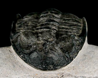 2インチ メタカンティナ・イスモウレンシス 三葉虫化石 モロッコ