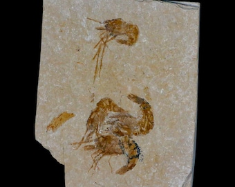 【希少‼︎】Meyerella magna えびの化石 白亜紀　1億1800万年前 4 4 化石エビ Carpopenaeus 白亜紀 1 億年前 セノマニアン層 レバノン